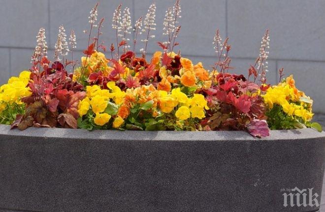 В Мадрид сложиха бетонни саксии с цветя, които да пазят пешеходците