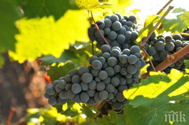 В Пазарджик потриват ръце – гроздето е добро, ще има вино и ракия