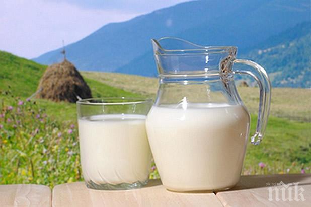 Учени от България и Германия установиха: Млякото от Родопите  пази от рак