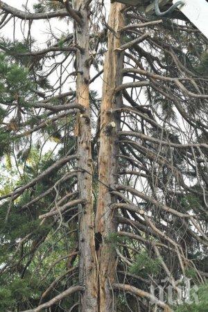 Страшна буря в Ковачевци! Мълния разцепи 30-метрова секвоя, клони летят на 10 метра