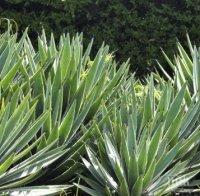 Разкриха истината за ацтеките! Ето защо са били толкова силни