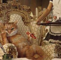 Вдовица на милионер завеща 300 бона на двете си котки