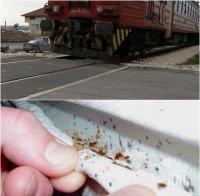 Ужас! Дървеници нахапаха зверски бургаско семейство във вагон на БДЖ