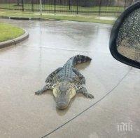 Алигатори се разхождат по улиците на Тексас след урагана (СНИМКИ)