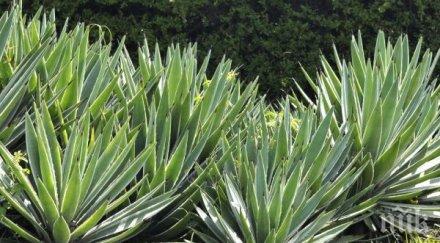 разкриха истината ацтеките били толкова силни