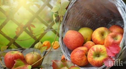 закъсваме ябълки реколтата наполовина малка