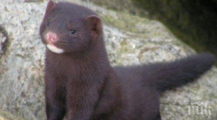 природозащитници излизат протест отглеждането животни кожи