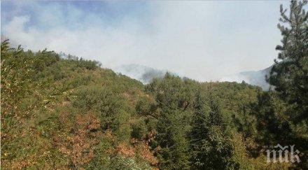 срам зеленият стефан аврамов снима пожара кресна гаси