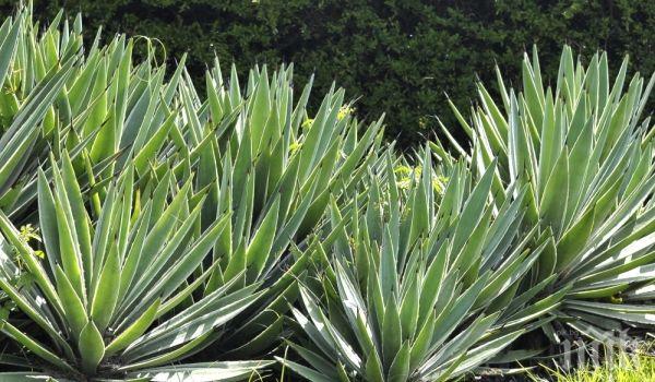 Разкриха истината за ацтеките! Ето защо са били толкова силни