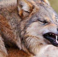 НАПАСТ! Чакали нападнаха посред бял ден стадо овце, тръшнаха 4 агнета