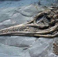 ЧУДО! Откриха ембрион на ихтиозавър