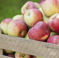 Тенденция! Падат цените на ябълки, дини, пъпеши и домати