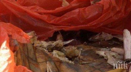 ужас пловдив вмириса мърша снимки