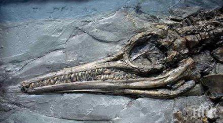 чудо откриха ембрион ихтиозавър