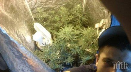 пълен шаш роден сайт праща марихуана домовете