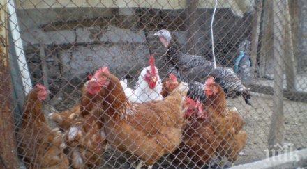 държавни хрантутници посягат бабините кокошки