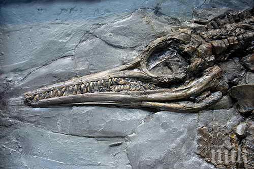 ЧУДО! Откриха ембрион на ихтиозавър