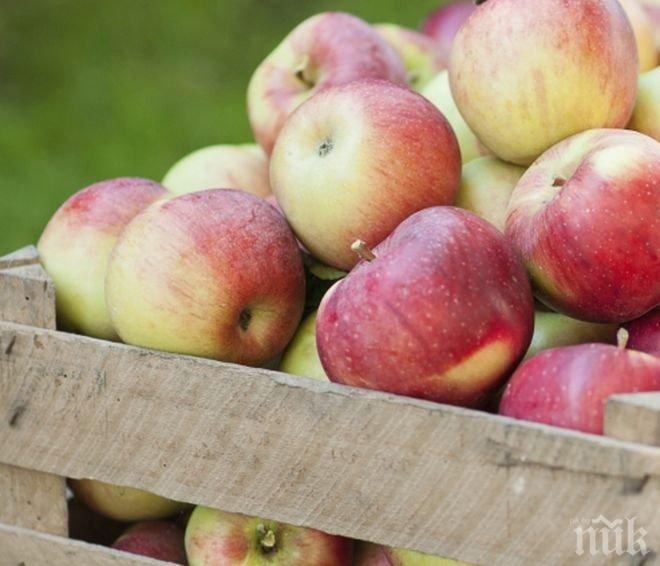Тенденция! Падат цените на ябълки, дини, пъпеши и домати