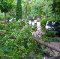 подадените момента сигнали паднали клони вследствие бурята столицата