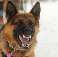 Ужас в Дупница! Немска овчарка едва не изяде 6-годишно дете 