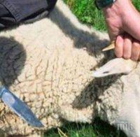 В СТОЛИПИНОВО: Кръв се лее, кормят животни пред очите на деца! (СНИМКИ 18+)