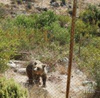 ПО СИГНАЛ НА ПИК! Проверка на МОСВ спипа нерегистрирани вълци и мечки в селото на Зеления октопод (СНИМКИ)
