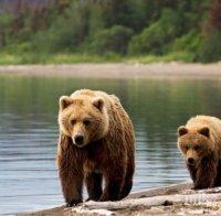 Кафявите мечки в Аляска стават вегетарианци заради промените в климата