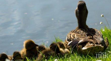 пускат дванайсет патета езерото липите парк врана