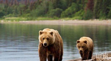 кафявите мечки аляска стават вегетарианци заради промените климата