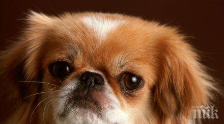 инцидент пекинез отхапа пръст стопанката