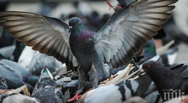Аржентинската полиция застреля гълъб, който доставял наркотици в затвор