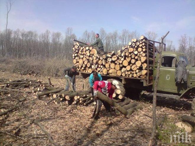 Страшна болест унищожава горите в Странджа