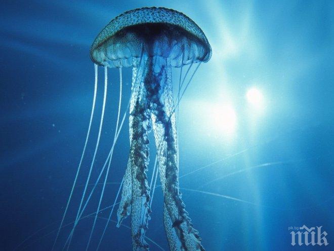 Нашествие! Медузи атакуваха Южното Черноморие