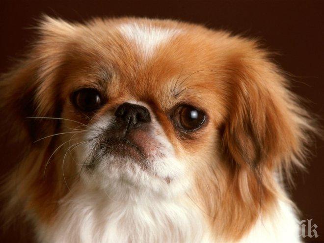 ИНЦИДЕНТ! Пекинез отхапа пръст на стопанката си