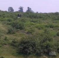 Ужас! Разярен слон стъпка мъж в Индия (ВИДЕО)