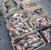 Над 4,5 тона риба и миди са заловени при проверки на ИАРА