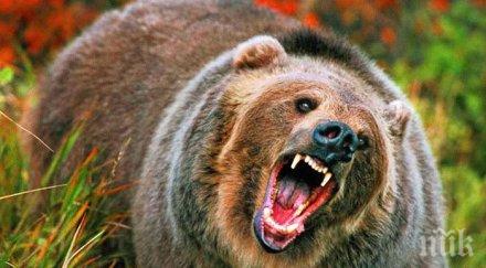 жестоки мерки румънците готови убиват мечки застрашавали хората