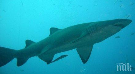 находка частен американски басейн бяха открити десет акули