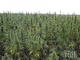 ченгетата ожънаха един тон канабис