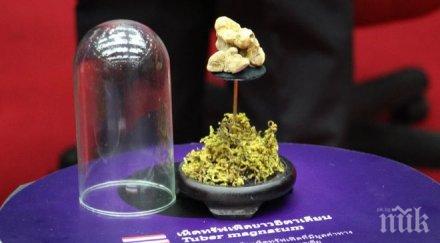 находка откриха тропически трюфели тайланд