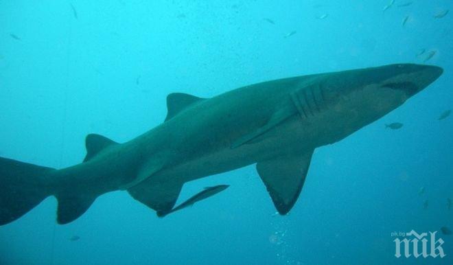 Находка! В частен американски басейн бяха открити десет акули