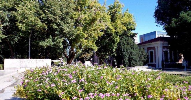 Украсиха пловдивския площад Съединение с 50 хиляди цветя за днешния празник
