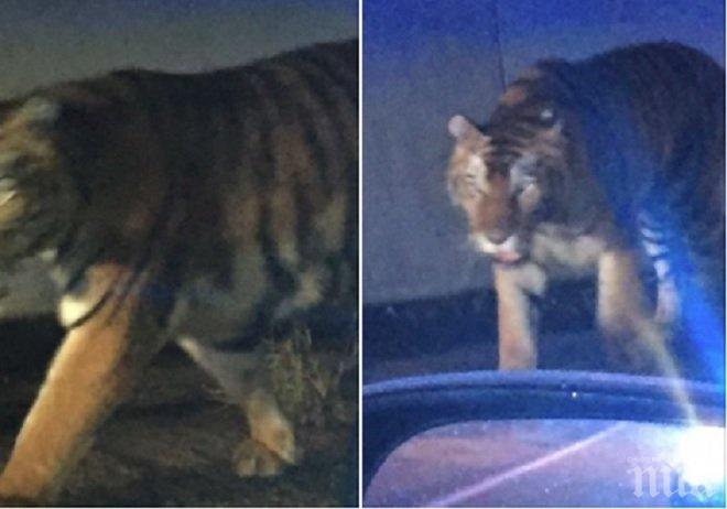 Подивяла тигрица вилня в предградие на Атланта