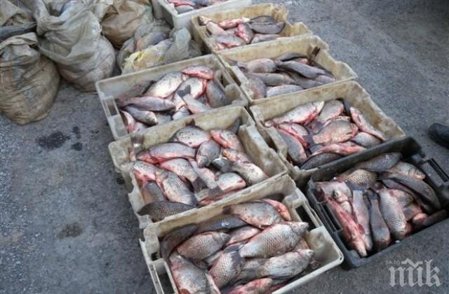 Над 4,5 тона риба и миди са заловени при проверки на ИАРА