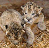 Спешно транспортираха в столична клиника новородени лъвчета от разградския зоопарк