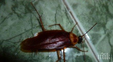 гадост хлебарки мутанти превзеха пловдив