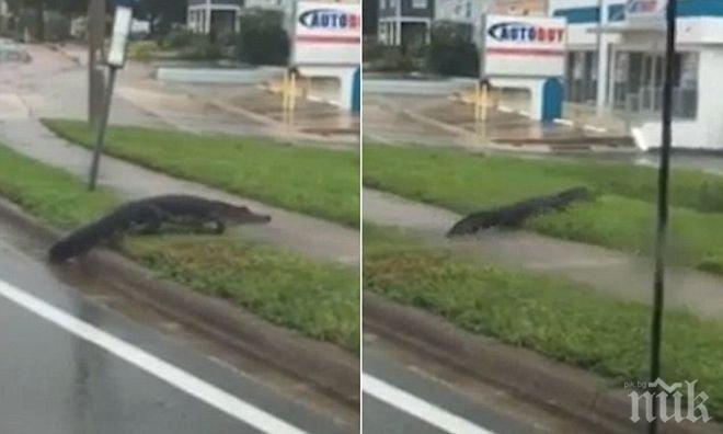 След Ирма: Огромен алигатор се появи на улица в Мелбърн!