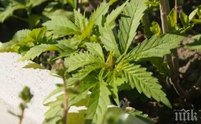 Как наказаха Васил, направил ферма за коноп в поморийското село Бата  