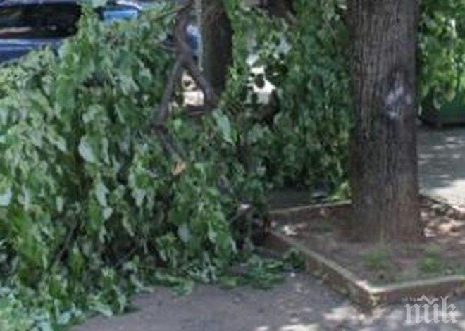 На косъм от трагедията! Огромен клон рухна на метри от бургазлийка в Морската градина