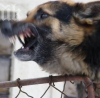 Дете нахапано от куче, насъскано срещу него в Горни Богоров